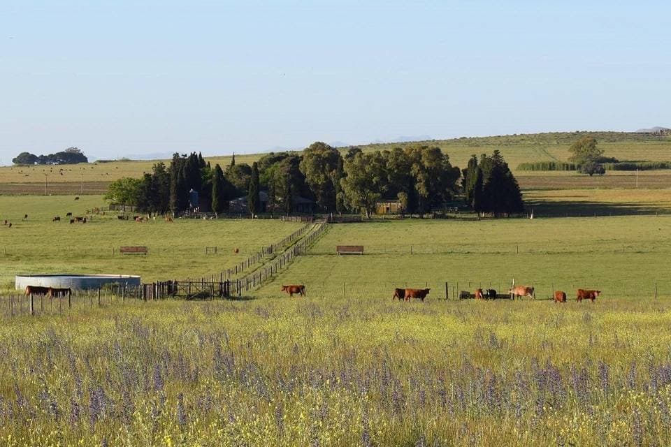 Haras Maguill, detalle del espacio